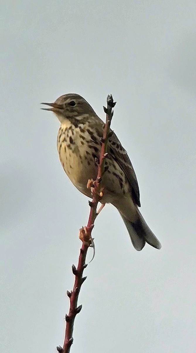 Bisbita Pratense - ML646683183