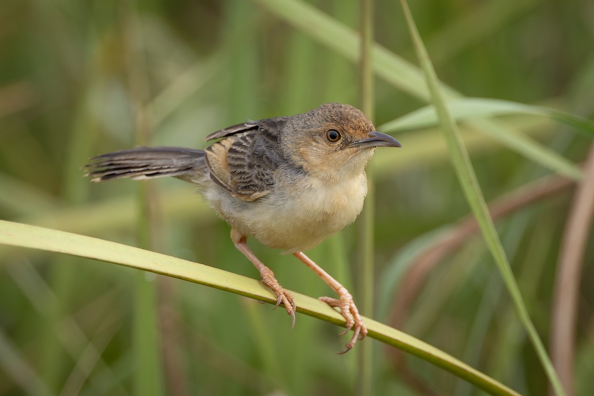 Cistícola del Nilo - ML646683184