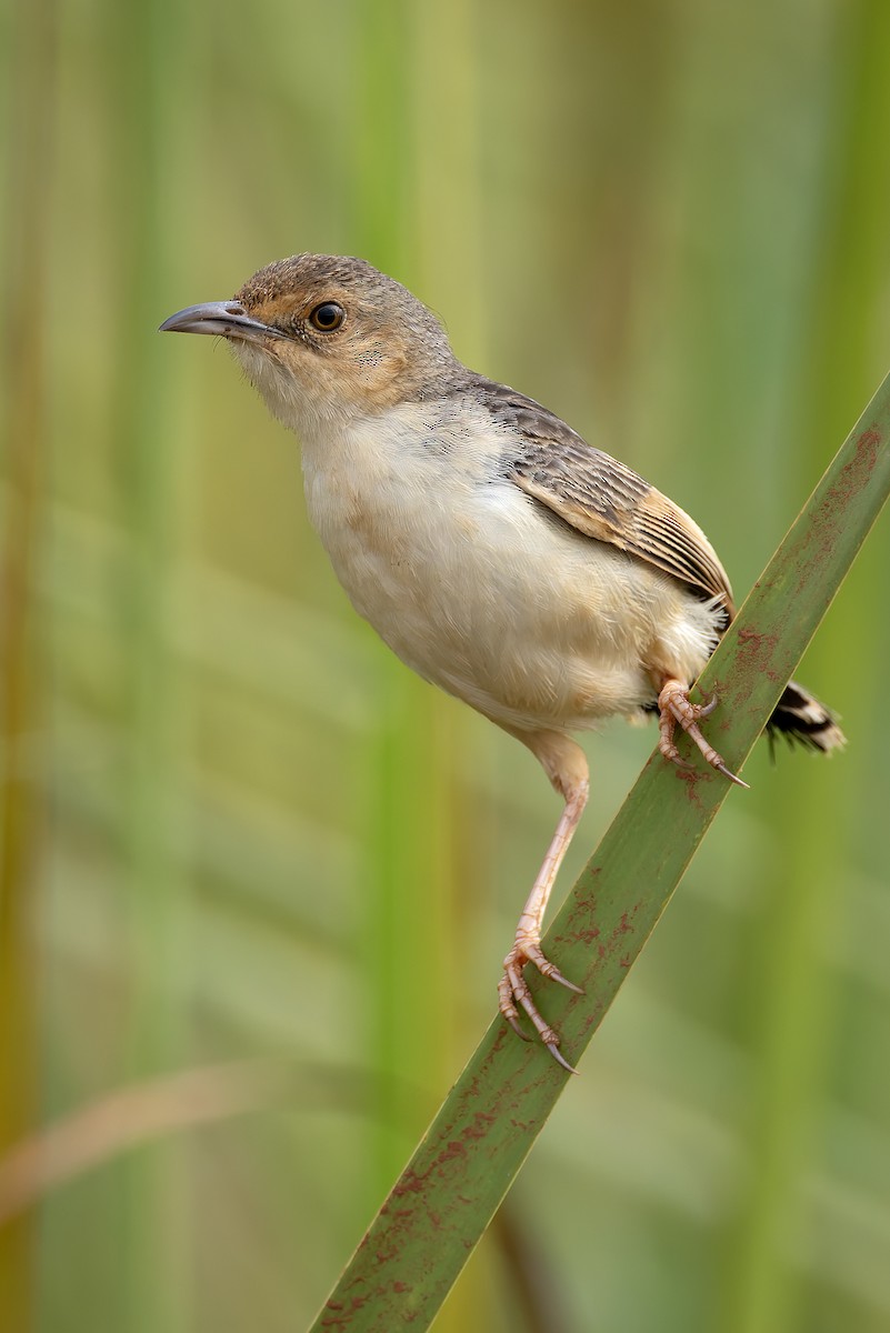 Cistícola del Nilo - ML646683185