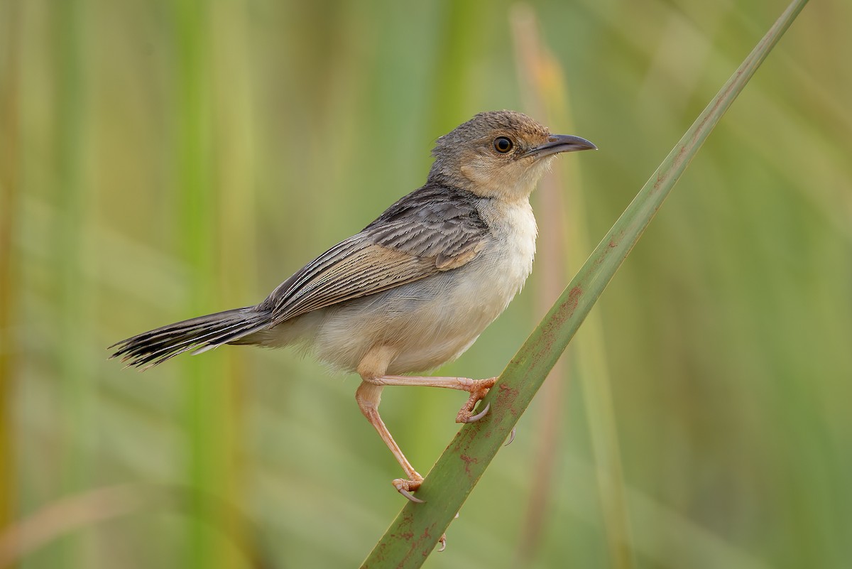 Cistícola del Nilo - ML646683186