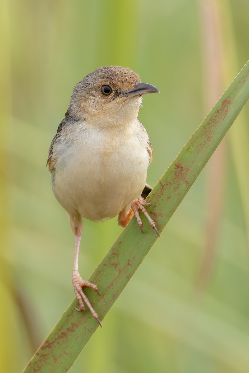 Cistícola del Nilo - ML646683187
