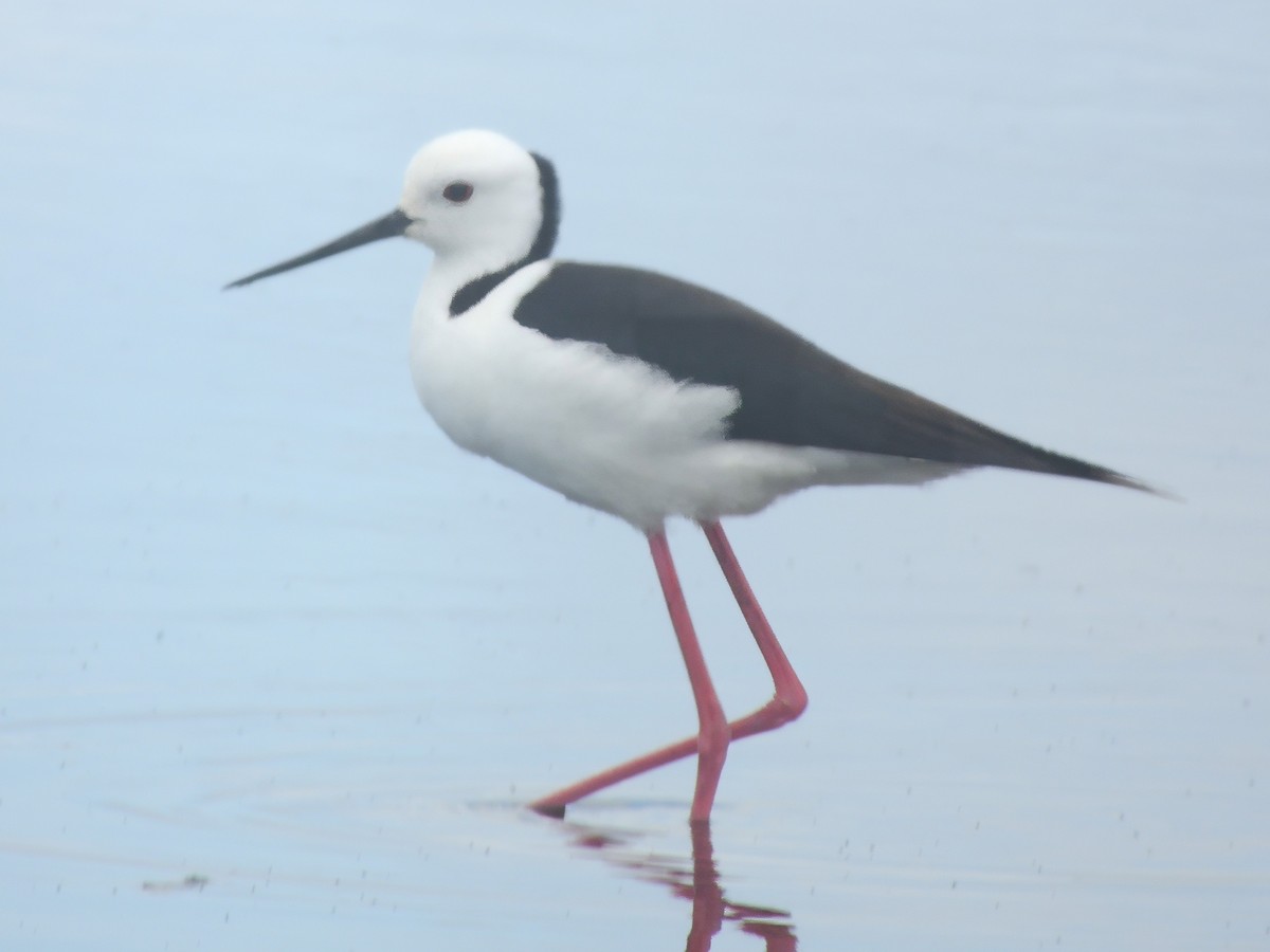 Cigüeñuela Australiana - ML646683190