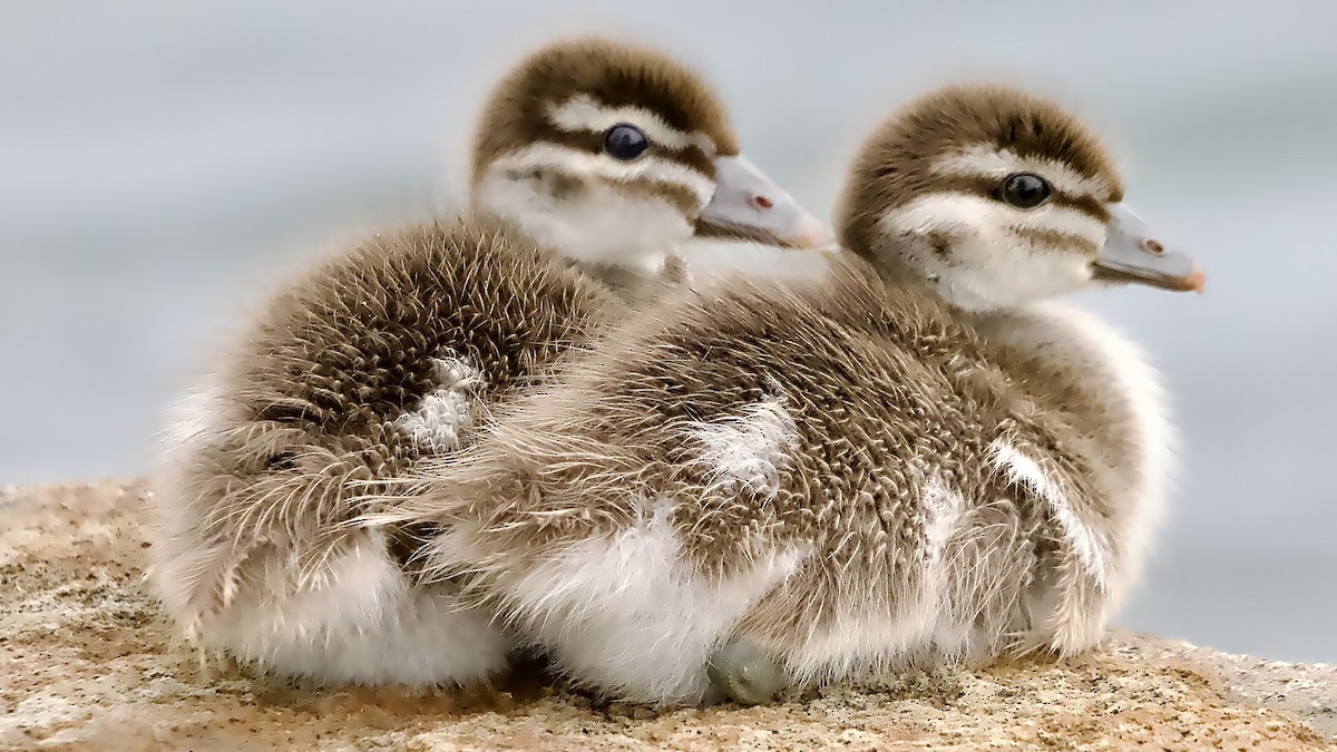 Pato de Crin - ML646683191