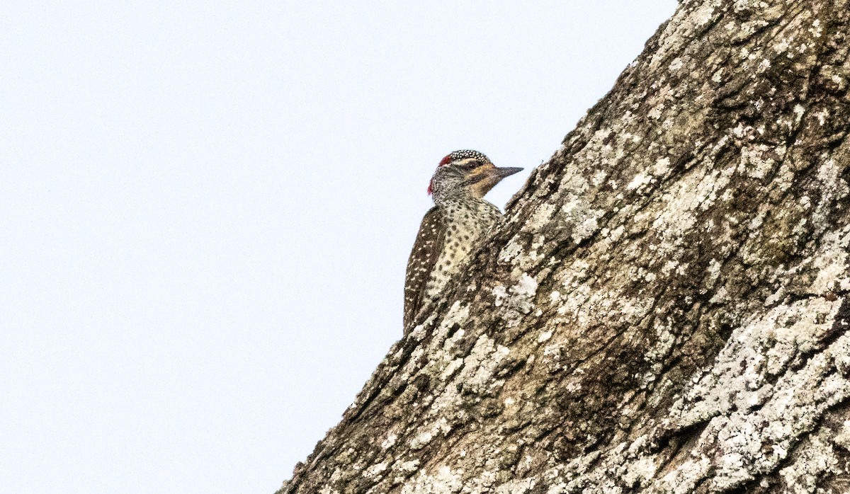 Pito de Nubia - ML646683192