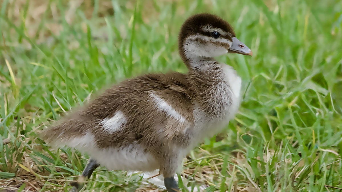 Pato de Crin - ML646683193