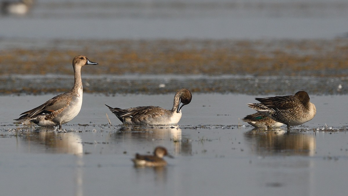 Ánade Rabudo - ML646683194