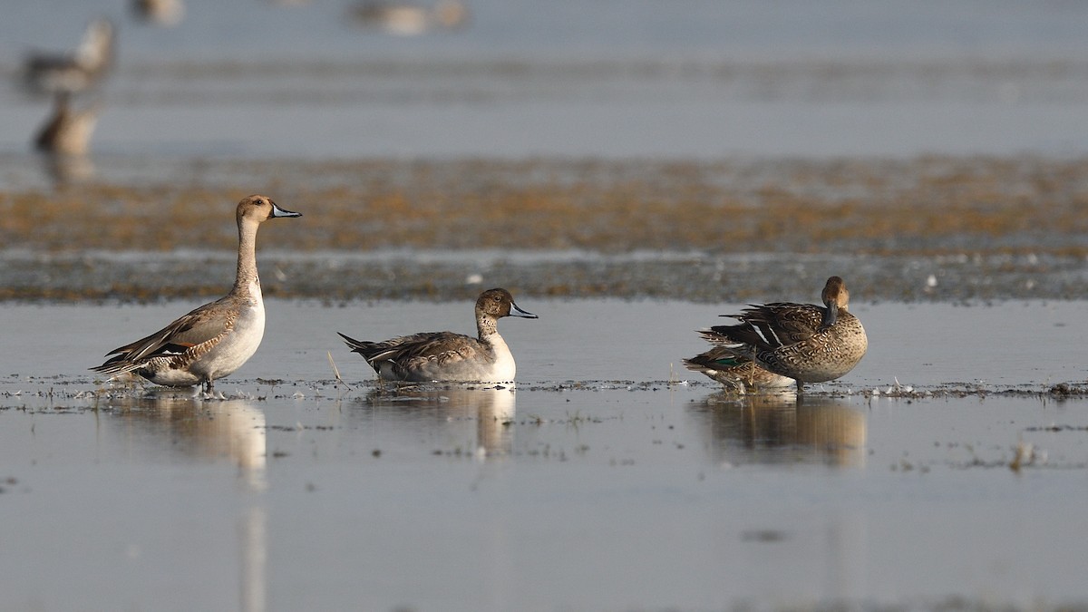 Ánade Rabudo - ML646683195