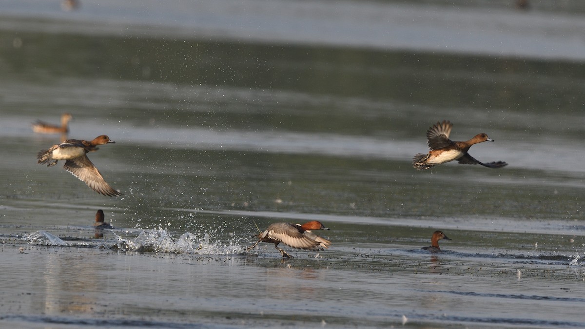 Porrón Europeo - ML646683197
