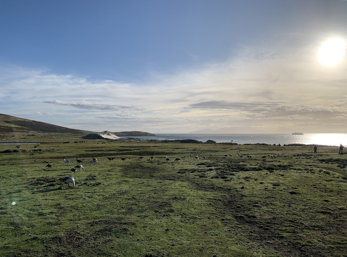 Cauquén Común - ML646683198