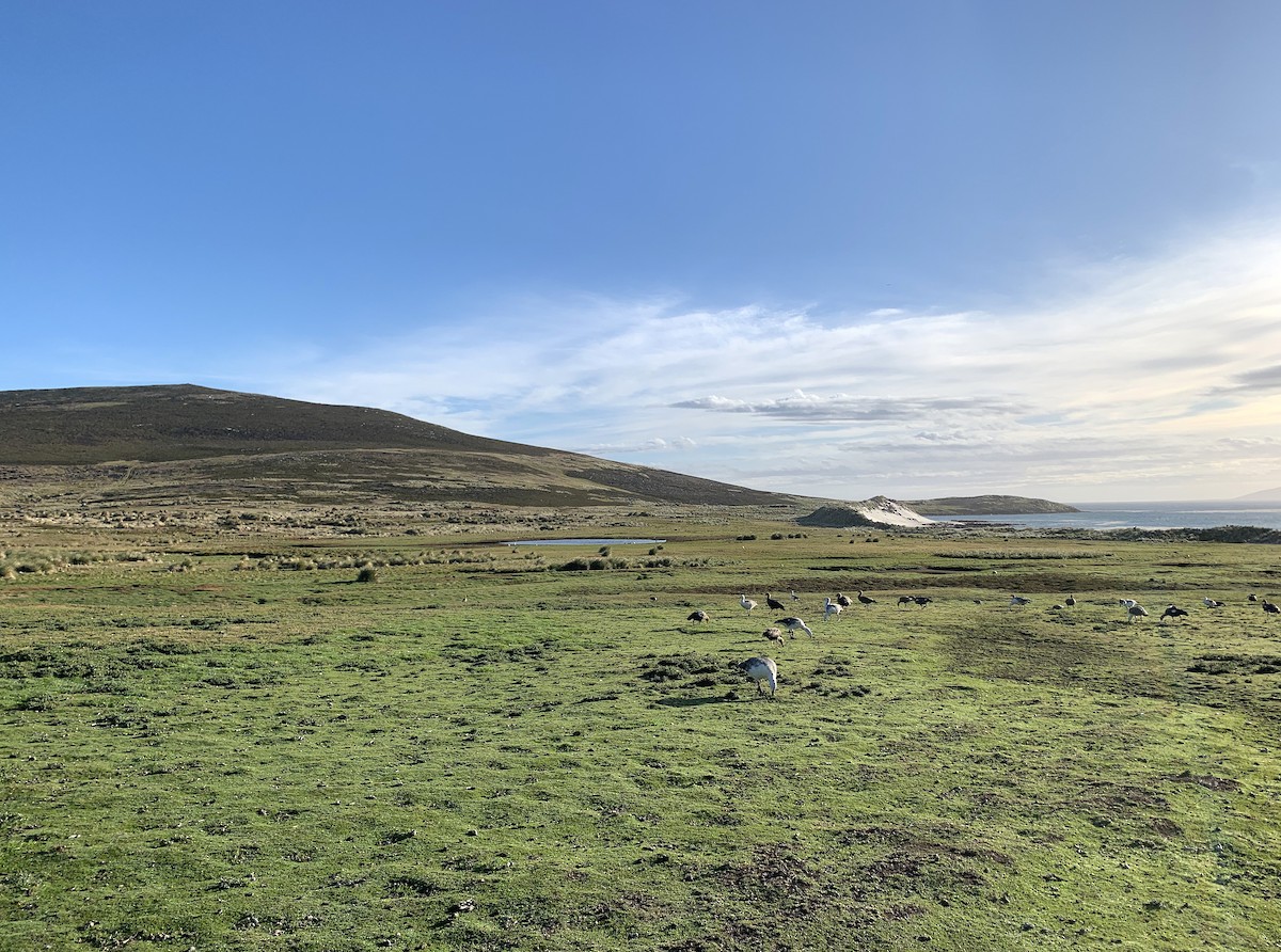 Cauquén Común - ML646683199