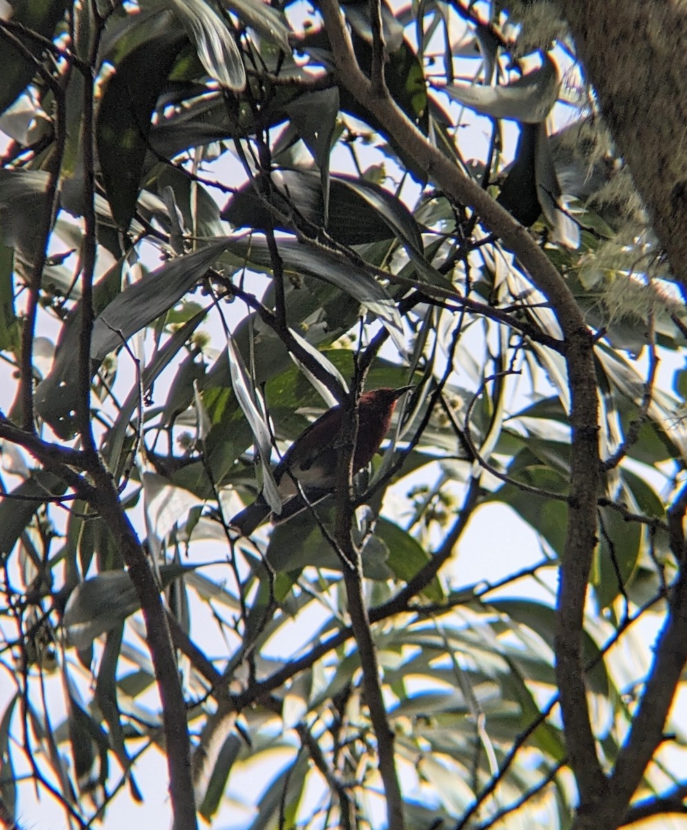 Apapane - ML646683200