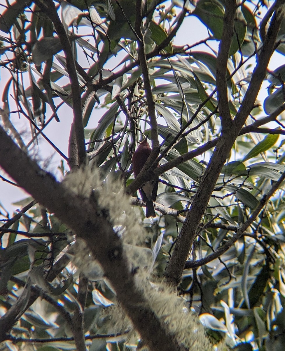 Apapane - ML646683201