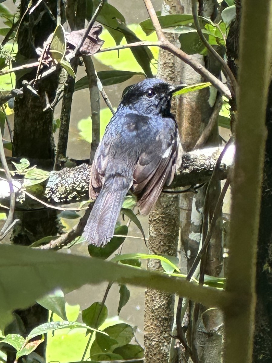 Shama Malgache - ML646683202