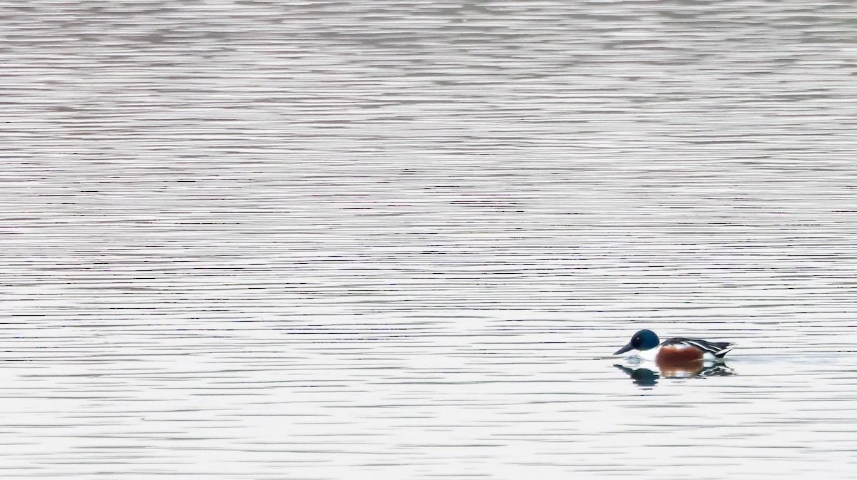 Cuchara Común - ML646683203