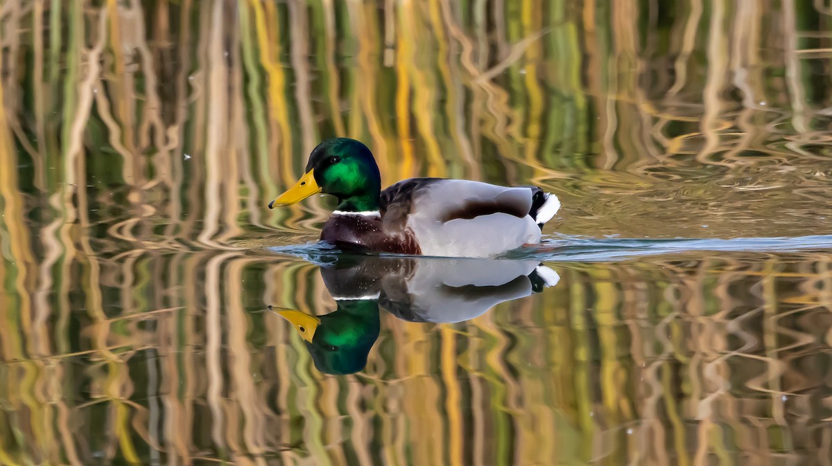 Ánade Azulón - ML646683204