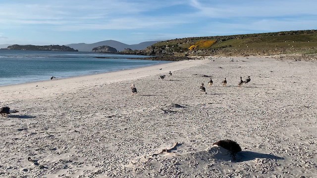 Quetro de las Malvinas - ML646683205