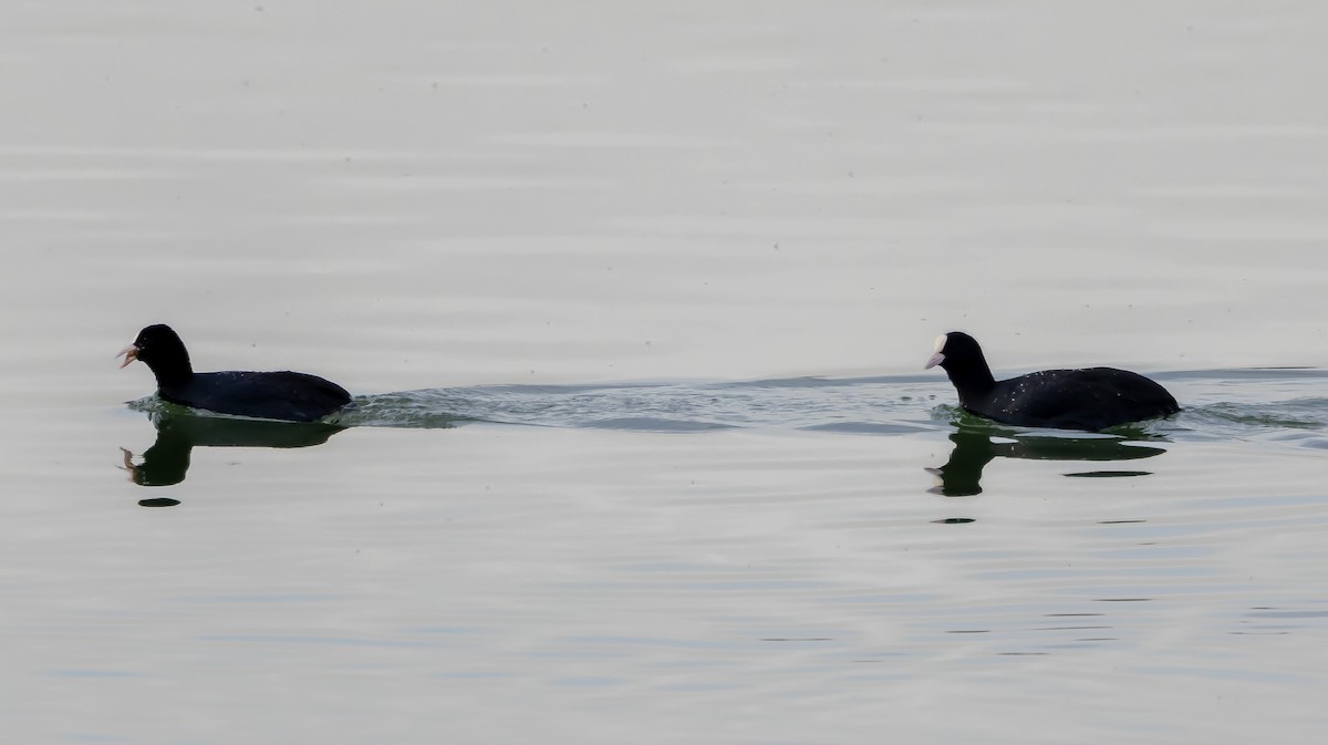 Focha Común - ML646683206