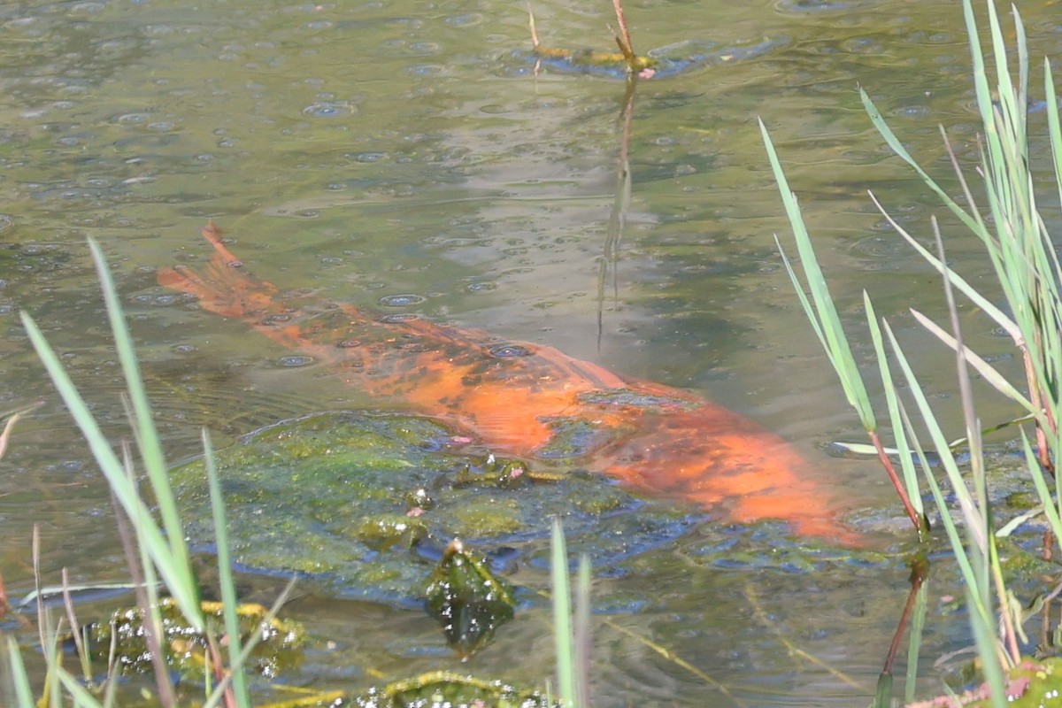 Animals - ML646683207