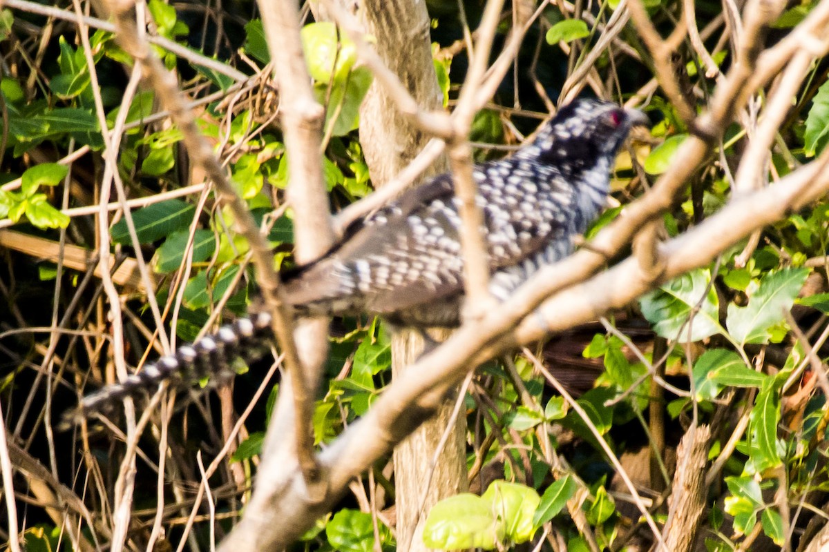 Asian Koel - ML646683208