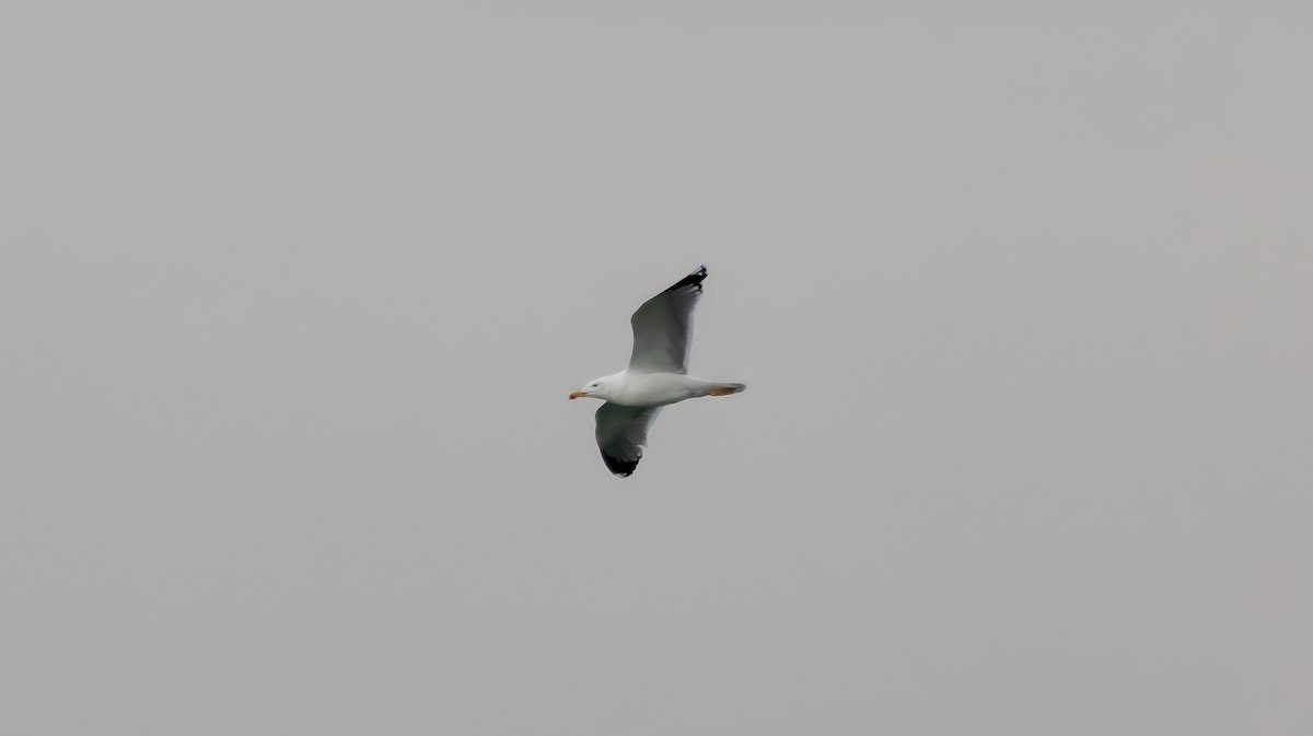 Yellow-legged Gull - ML646683209