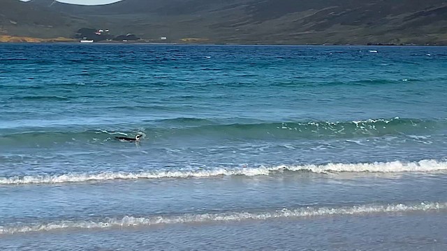 tučňák magellanský - ML646683214