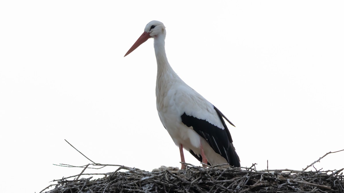 White Stork - ML646683215