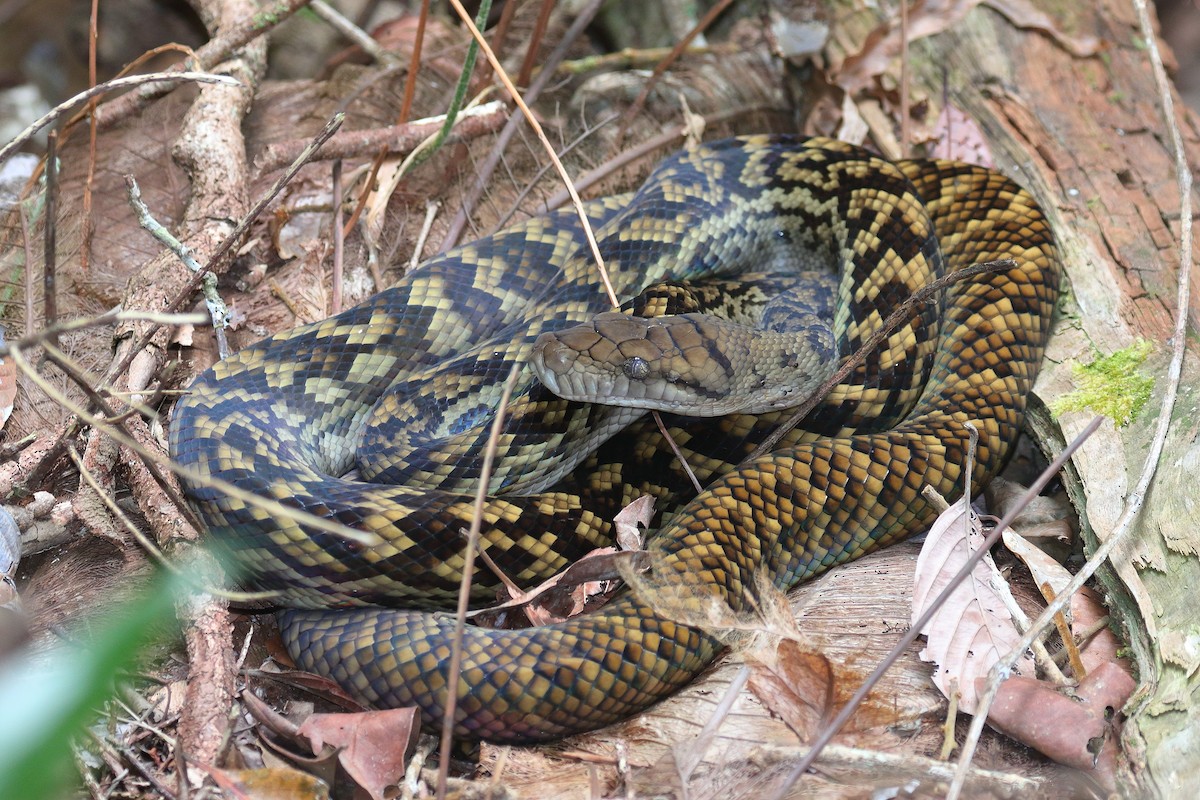 Australian Scrub Python - ML646683216