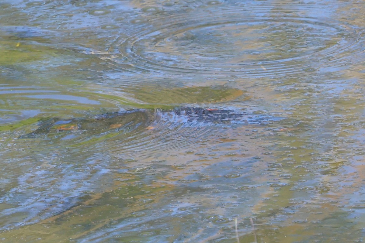 Animals - ML646683217