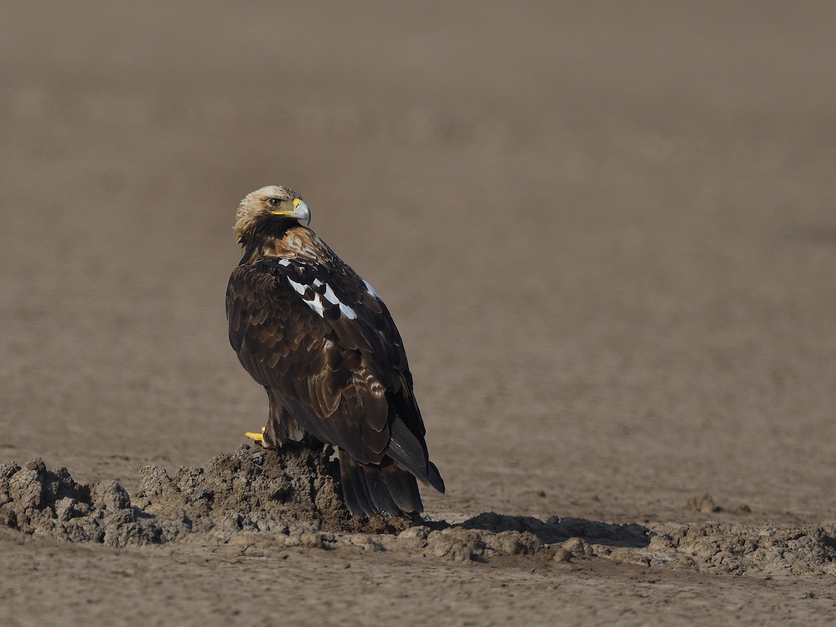 Imperial Eagle - ML646683218