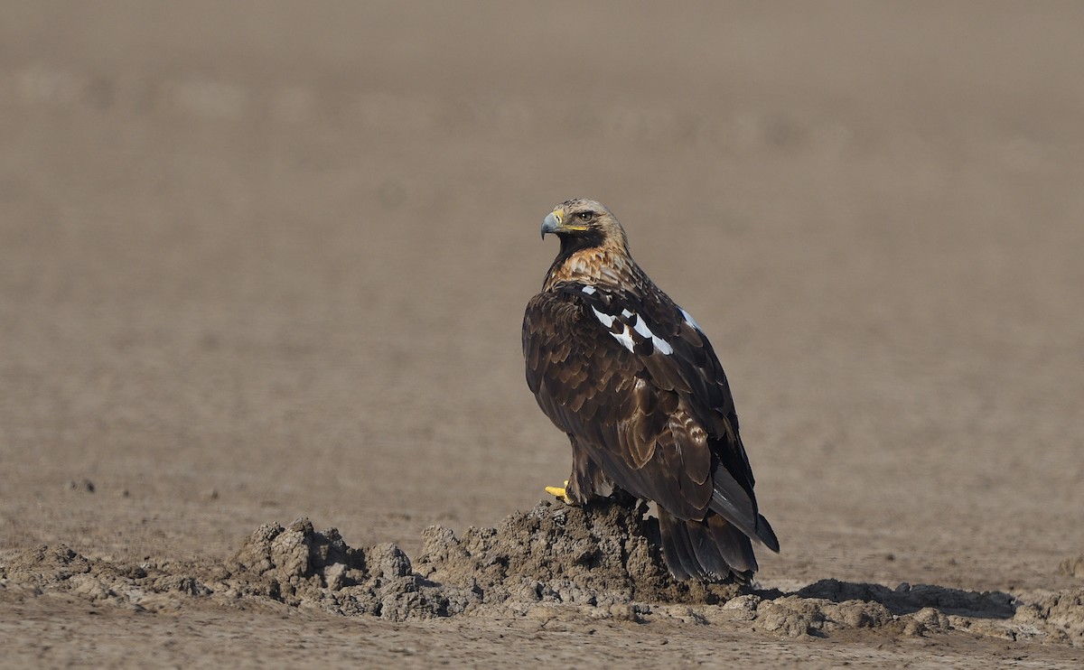 Imperial Eagle - ML646683219