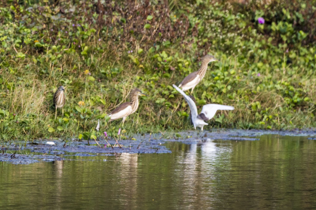 Indian Pond-Heron - ML646683220