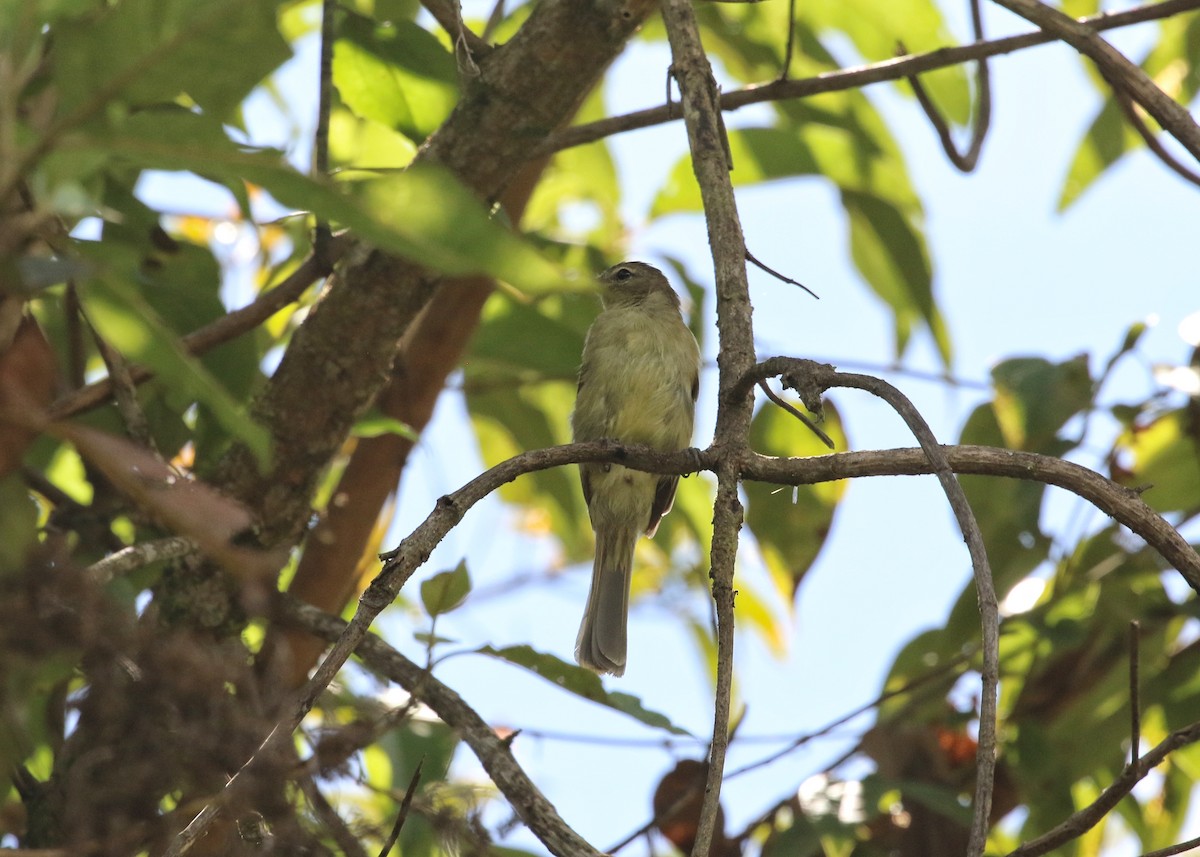 Highland Elaenia - ML646683221