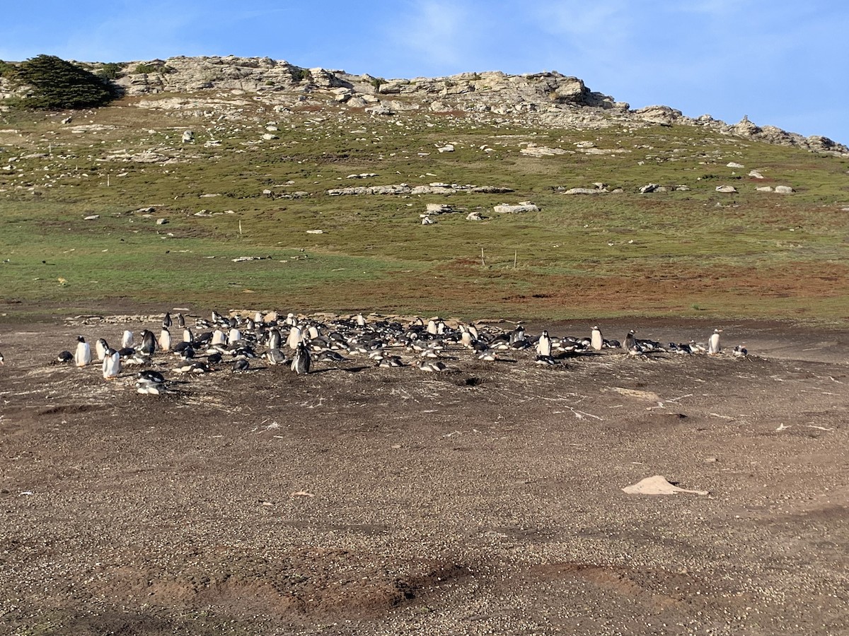 Gentoo Penguin - ML646683222