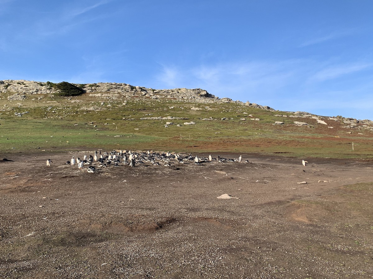 Gentoo Penguin - ML646683223