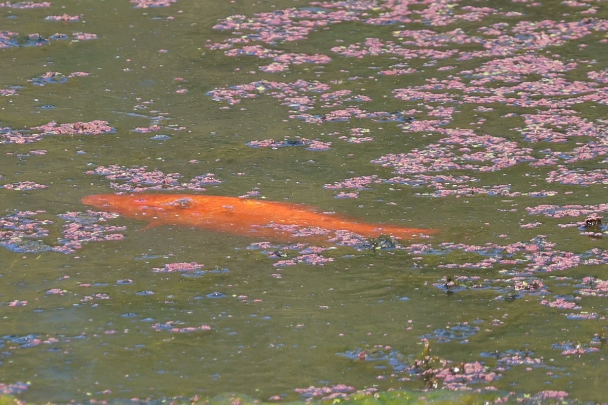 Animals - ML646683224