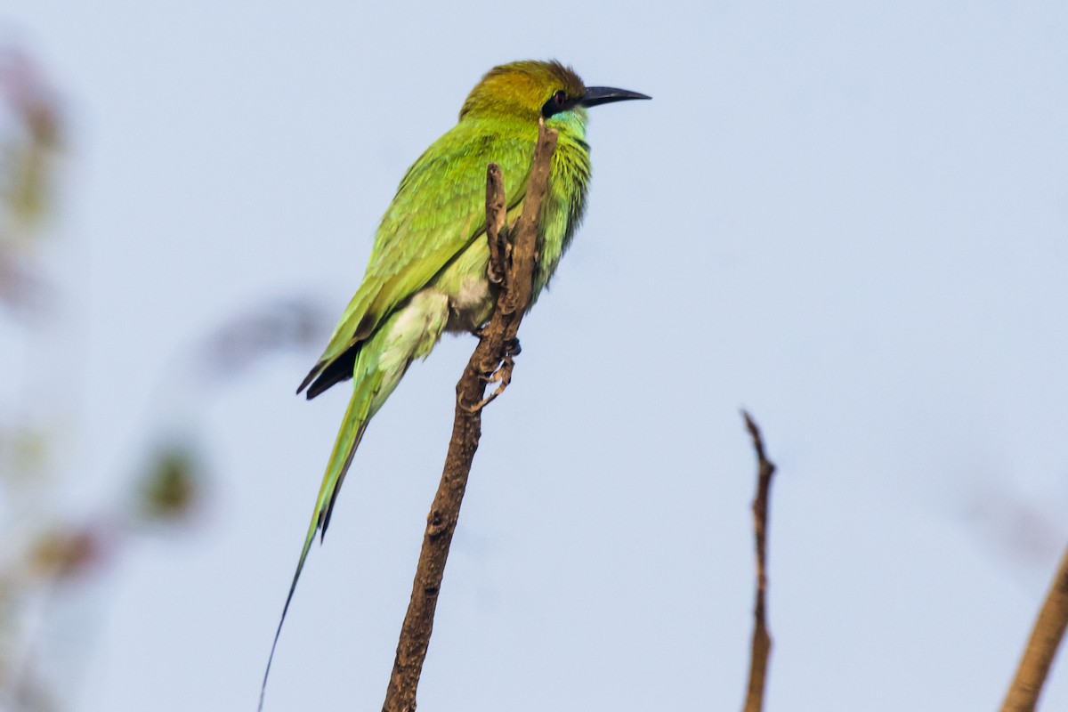 Asian Green Bee-eater - ML646683225