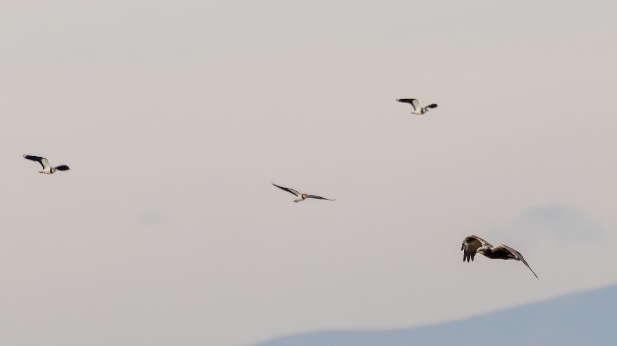 Western Marsh Harrier - ML646683226