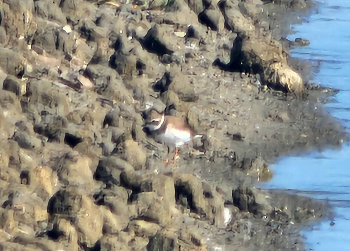 Common Ringed Plover - ML646683227