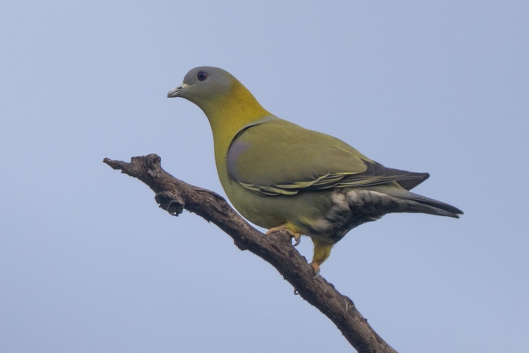 Yellow-footed Green-Pigeon - ML646683228