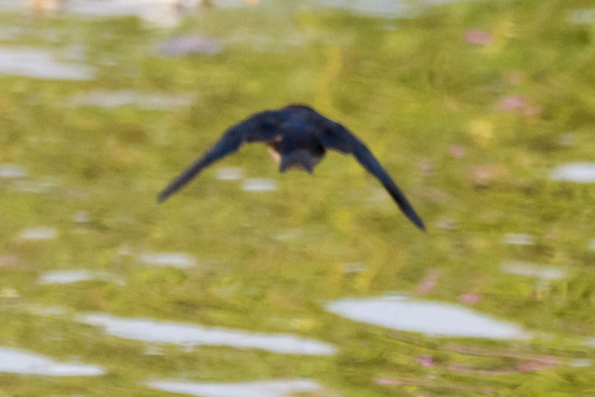 Barn Swallow - ML646683231