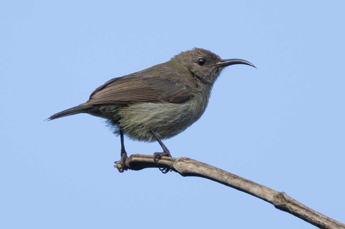 Vigors's Sunbird - ML646683232