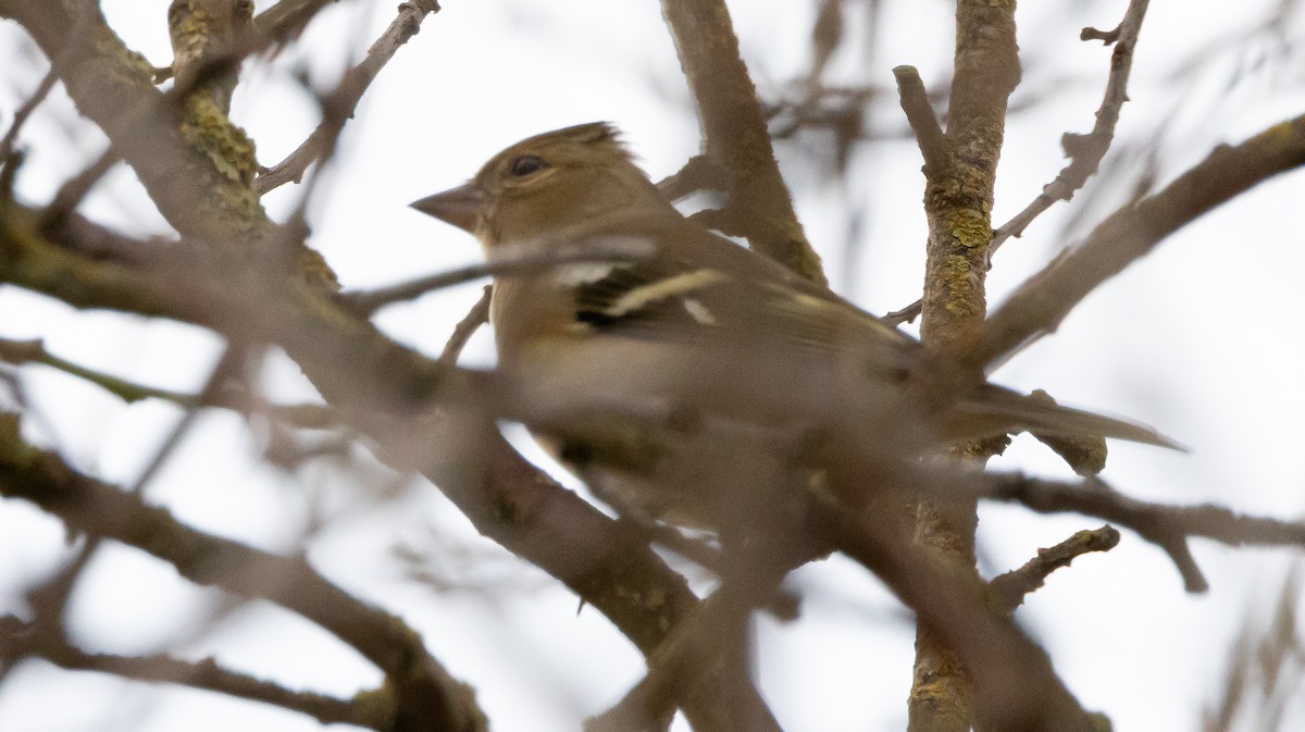 Common Chaffinch - ML646683233