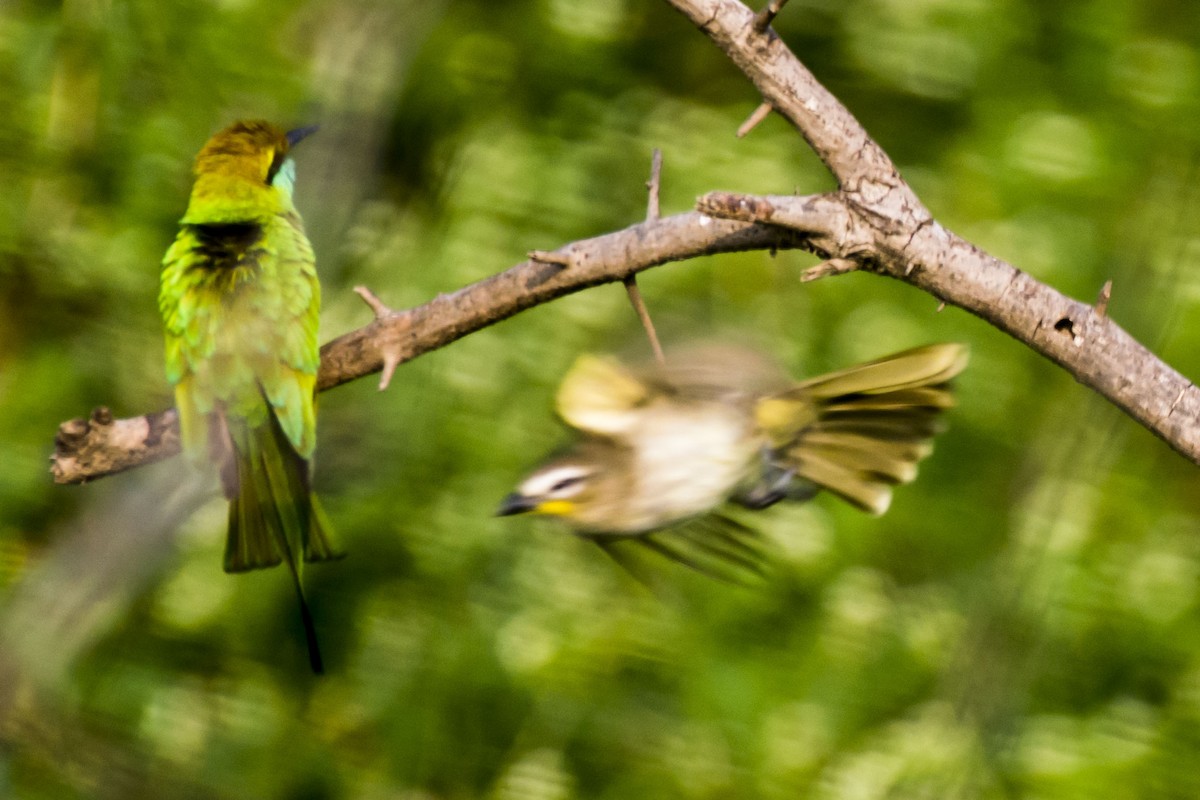 White-browed Bulbul - ML646683234