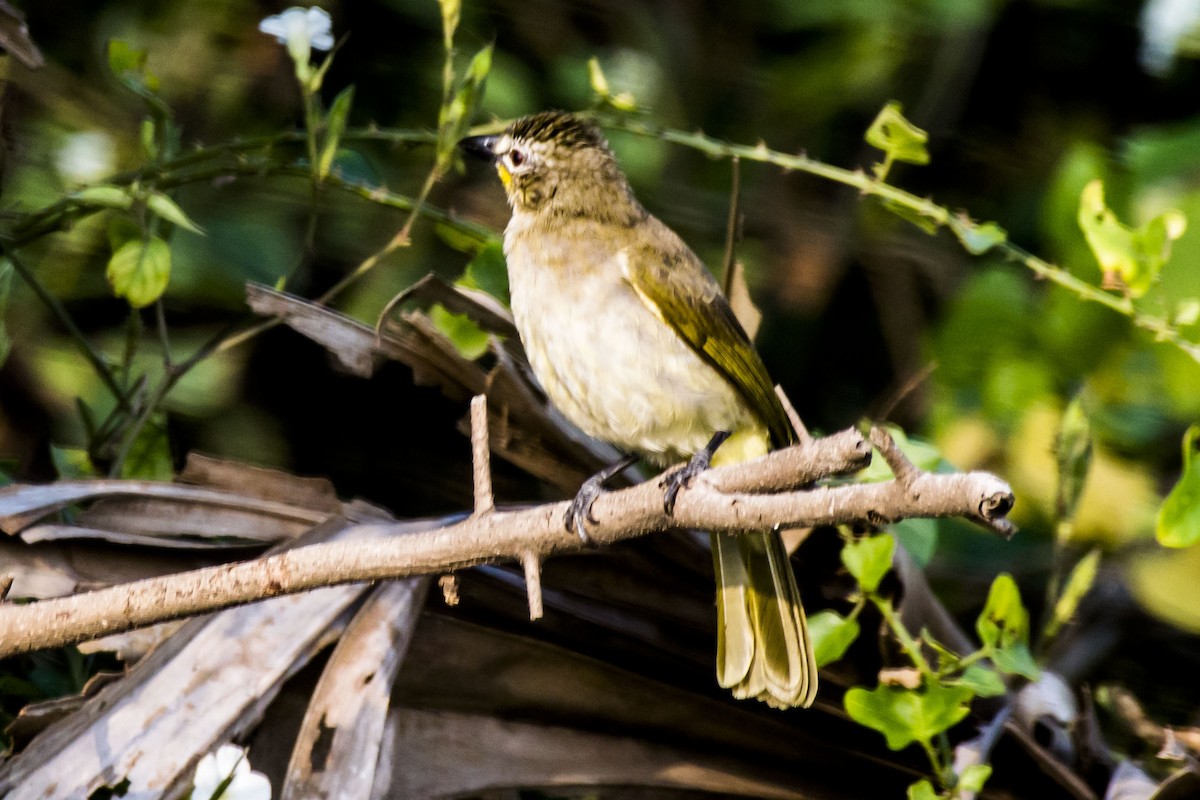 White-browed Bulbul - ML646683235