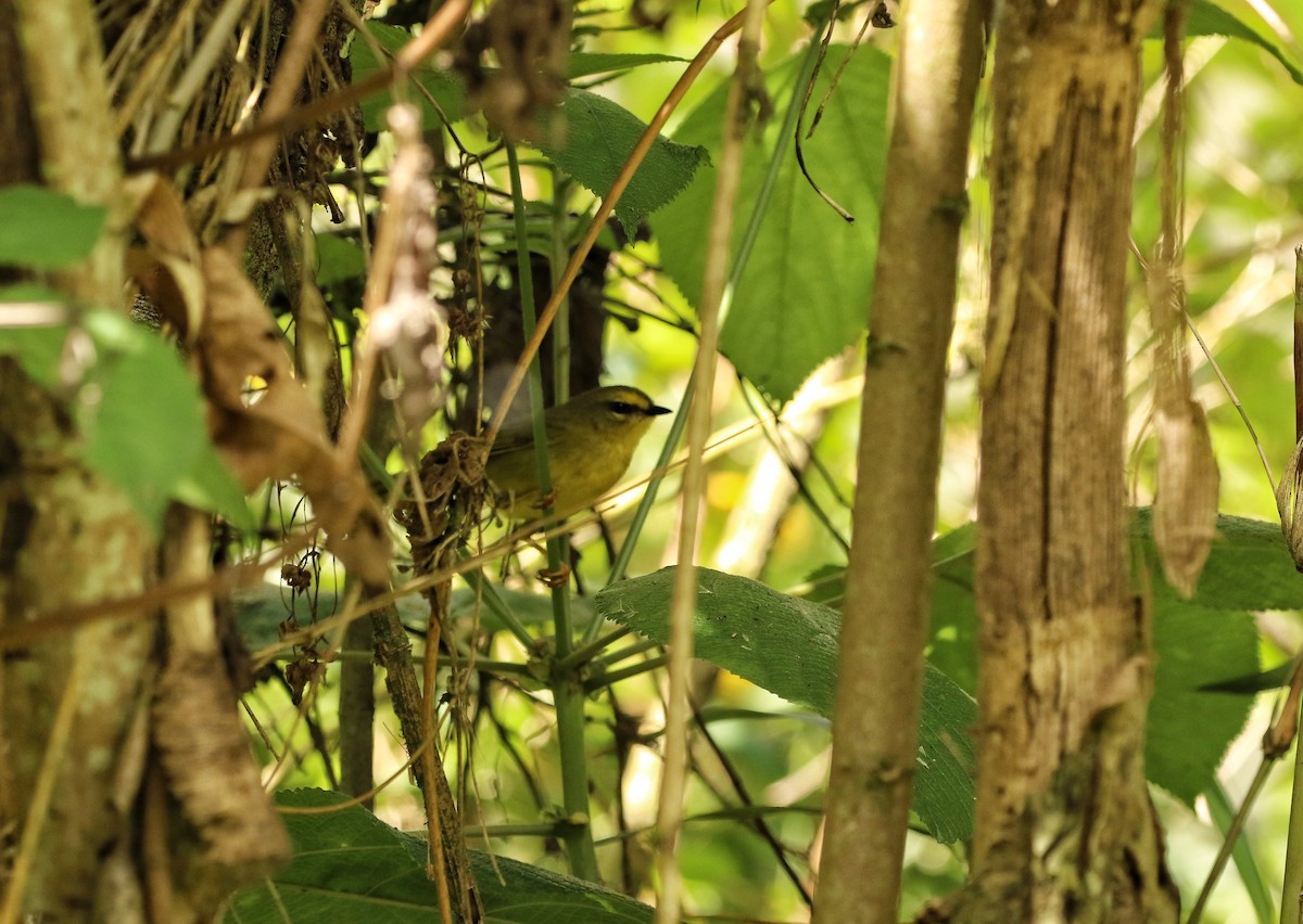 Pale-legged Warbler - ML646683236