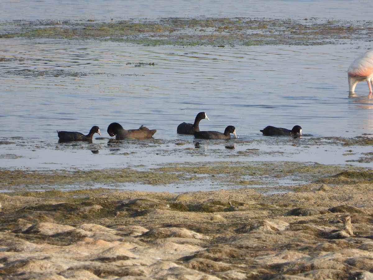 Eurasian Coot - ML646683237