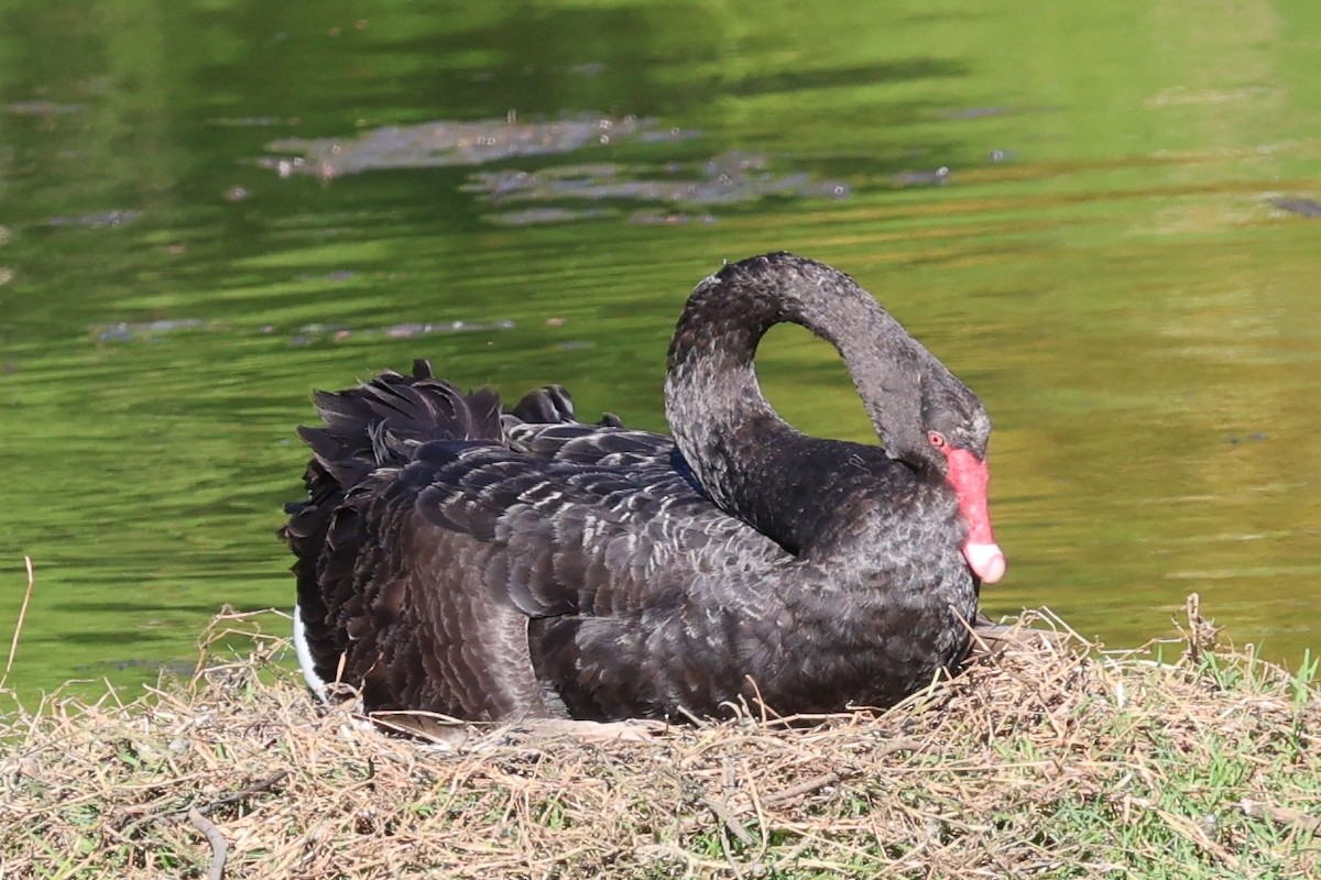 Black Swan - ML646683238