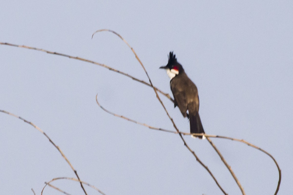 Red-whiskered Bulbul - ML646683241