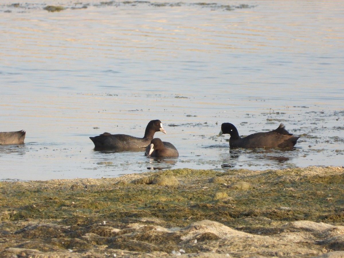 Eurasian Coot - ML646683251