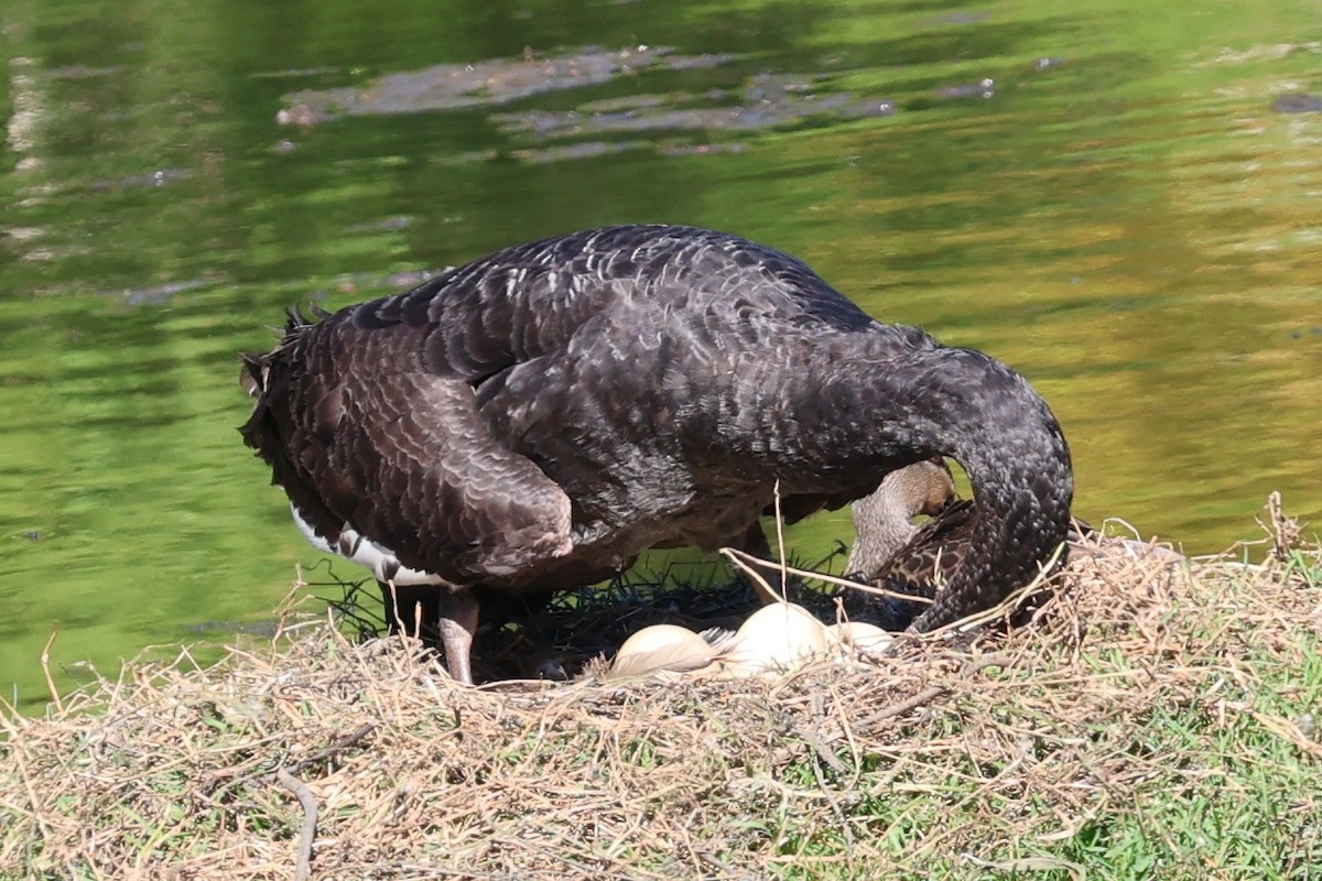 Black Swan - ML646683268